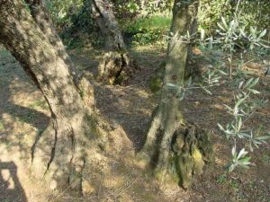 Covignano - Azienda Agricola Fabbri Maria Luigia 