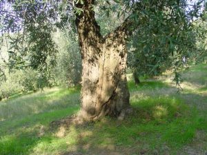 Covignano - Azienda Agricola Fabbri Maria Luigia