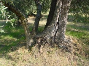 Covignano - Azienda Agricola Fabbri Maria Luigia 