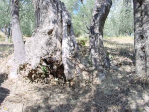 Modigliana (San Martino in Monte) - Azienda Agricola Gamberi Ezio 