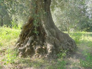 Covignano - Azienda Agricola Fabbri Maria Luigia 