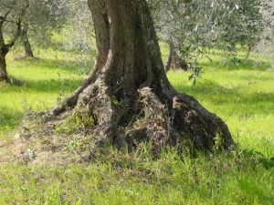 Saludecio - Azienda Agricola Calesini Amato