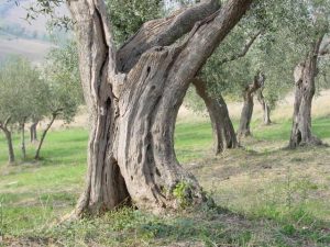 Saludecio - Azienda Agricola Mattoni Antonio 