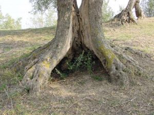 Saludecio - Azienda Agricola Mattoni Antonio 