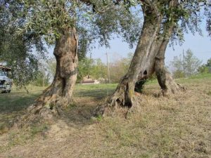 Saludecio - Azienda Agricola Mattoni Antonio 