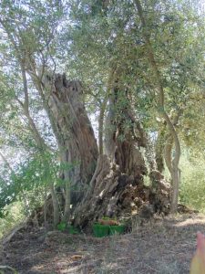 Castrocaro Terme e Terra del Sole - Azienda Agricola Ca' Bianca