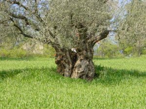 Castrocaro Terme e Terra del Sole - Azienda Agricola Paganelli - Pizzigati