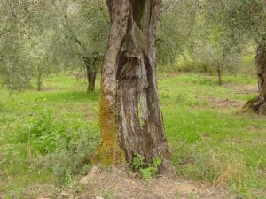 San Clemente - Azienda Agricola Binotti Giuseppe