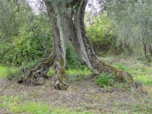 San Clemente - Azienda Agricola Binotti Giuseppe