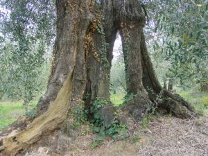 San Clemente - Azienda Agricola Binotti Giuseppe