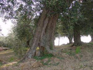 Coriano - Azienda Agricola Belluoccio Armando