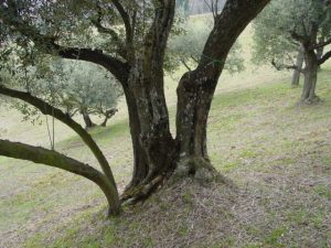 Bologna - Sasso Marconi (Masetti)