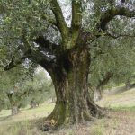 Brisighella - Azienda Agricola Spoglianti Valerio