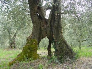 San Clemente - Azienda Agricola Binotti Giuseppe