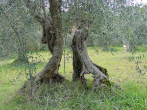 Rimini - Azienda Agricola Aluigi Sergio 