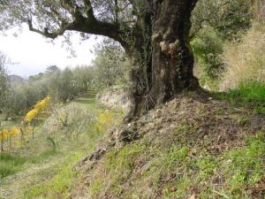 Brisighella - Azienda Agricola Ca' di Lucchino 