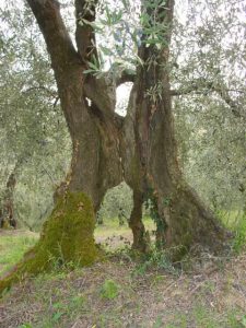 San Clemente - Azienda Agricola Binotti Giuseppe