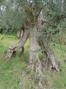 Rimini - Azienda Agricola Aluigi Sergio 