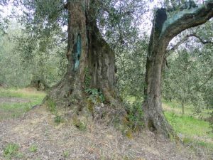 San Clemente - Azienda Agricola Binotti Giuseppe