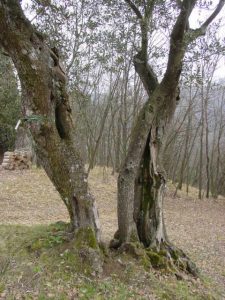 Bologna - Sasso Marconi (Masetti)