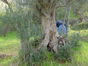 Castrocaro Terme e Terra del Sole - Azienda Agricola SIAR di Tumidei Gianluca