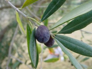 Castrocaro Terme e Terra del Sole - Azienda Agricola Paganelli - Pizzigati