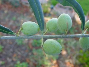 Castrocaro Terme e Terra del Sole - Azienda Agricola Ca' Bianca