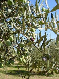 Brisighella - Azienda Agricola Agripan 