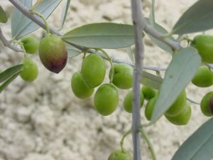 Castrocaro Terme e Terra del Sole - Azienda Agricola Paganelli - Pizzigati