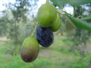 San Clemente - Azienda Agricola Binotti Giuseppe