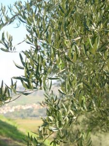 Brisighella - Azienda Agricola Agripan