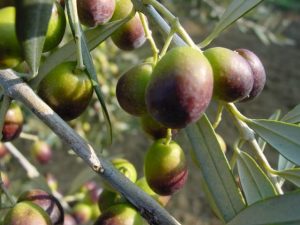 Coriano - Azienda Agricola Belluoccio Armando