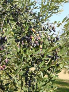 Brisighella - Azienda Agricola Agripan 