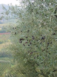 Brisighella - Azienda Agricola Spada Luigi 