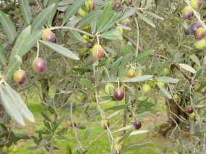 San Clemente - Azienda Agricola Binotti Giuseppe