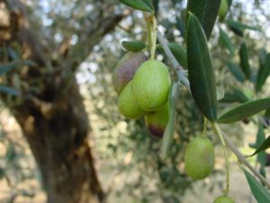 Coriano - Azienda Agricola Belluoccio Armando