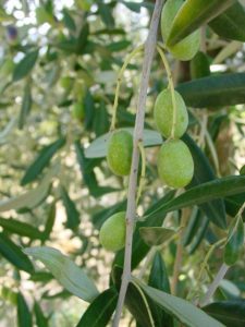 Castrocaro Terme e Terra del Sole - Azienda Agricola SIAR di Tumidei Gianluca