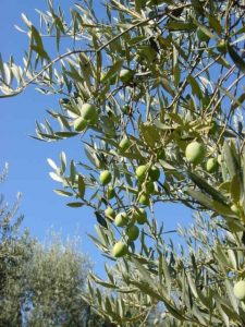 Brisighella - Azienda Agricola Agripan 