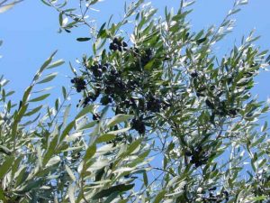 Brisighella - Azienda Agricola Agripan 