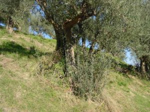 Brisighella - Azienda Agricola Agripan