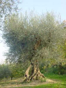 Longiano - Azienda Agricola Baldazzi Denis 