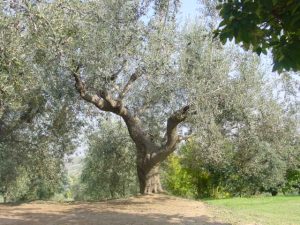 Poggio Berni - Azienda Agricola Barducci Giuliano 