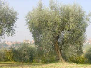 Longiano - Azienda Agricola Baldazzi Denis 