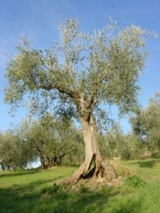 Saludecio - Azienda Agricola Calesini Amato