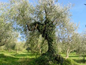 Saludecio - Azienda Agricola Calesini Amato 