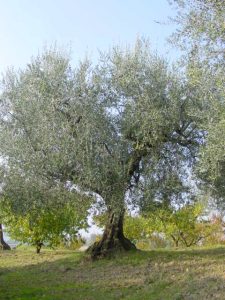 Longiano - Azienda Agricola Baldazzi Denis 