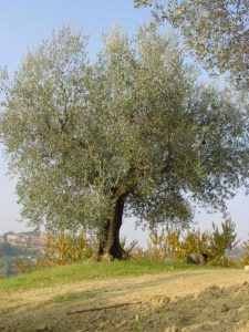 Longiano - Azienda Agricola Baldazzi Denis 