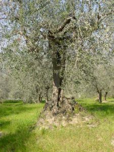 Saludecio - Azienda Agricola Calesini Amato