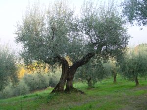 Roncofreddo - Azienda Agricola Baldiserri Davide