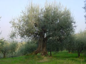 Roncofreddo - Azienda Agricola Baldiserri Davide